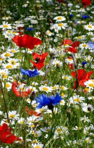 polish-flowers-in-fields